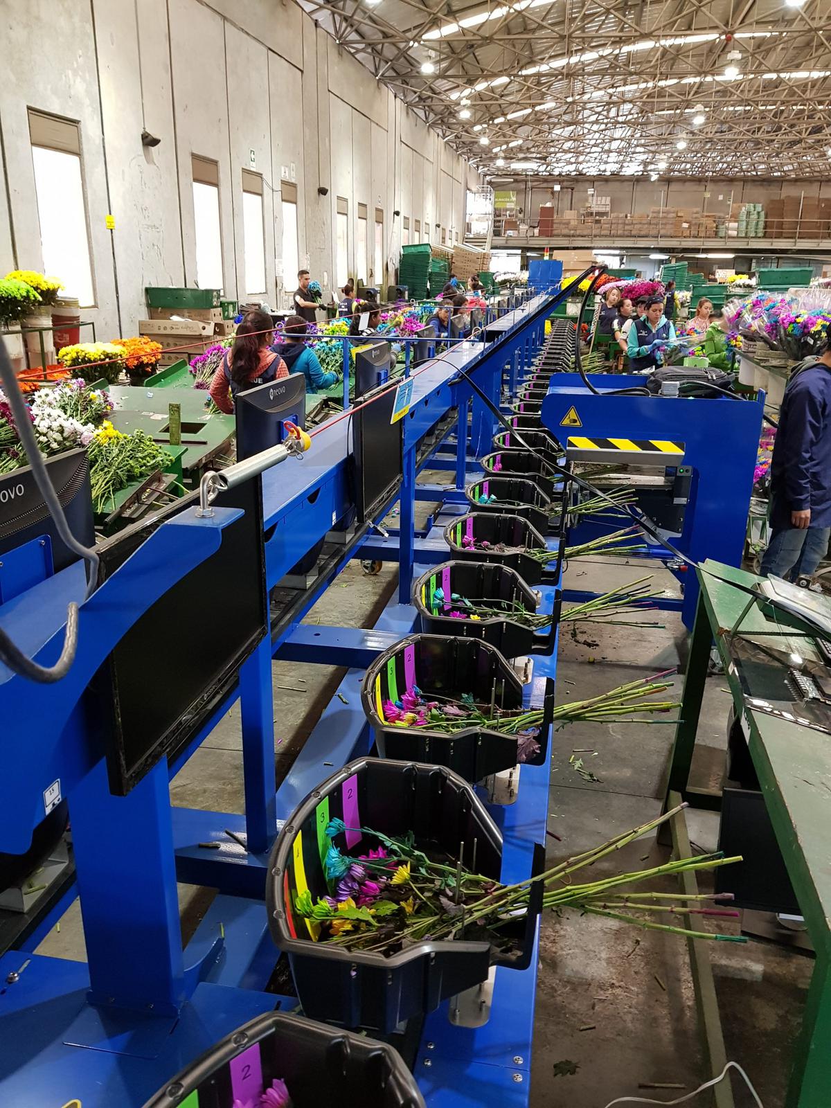 MAQUINA DE RAMOS MECAFLOR MBV 12M-16 | 1.200 Ramos/Hora | Producción Floral Industrial | Ocasión