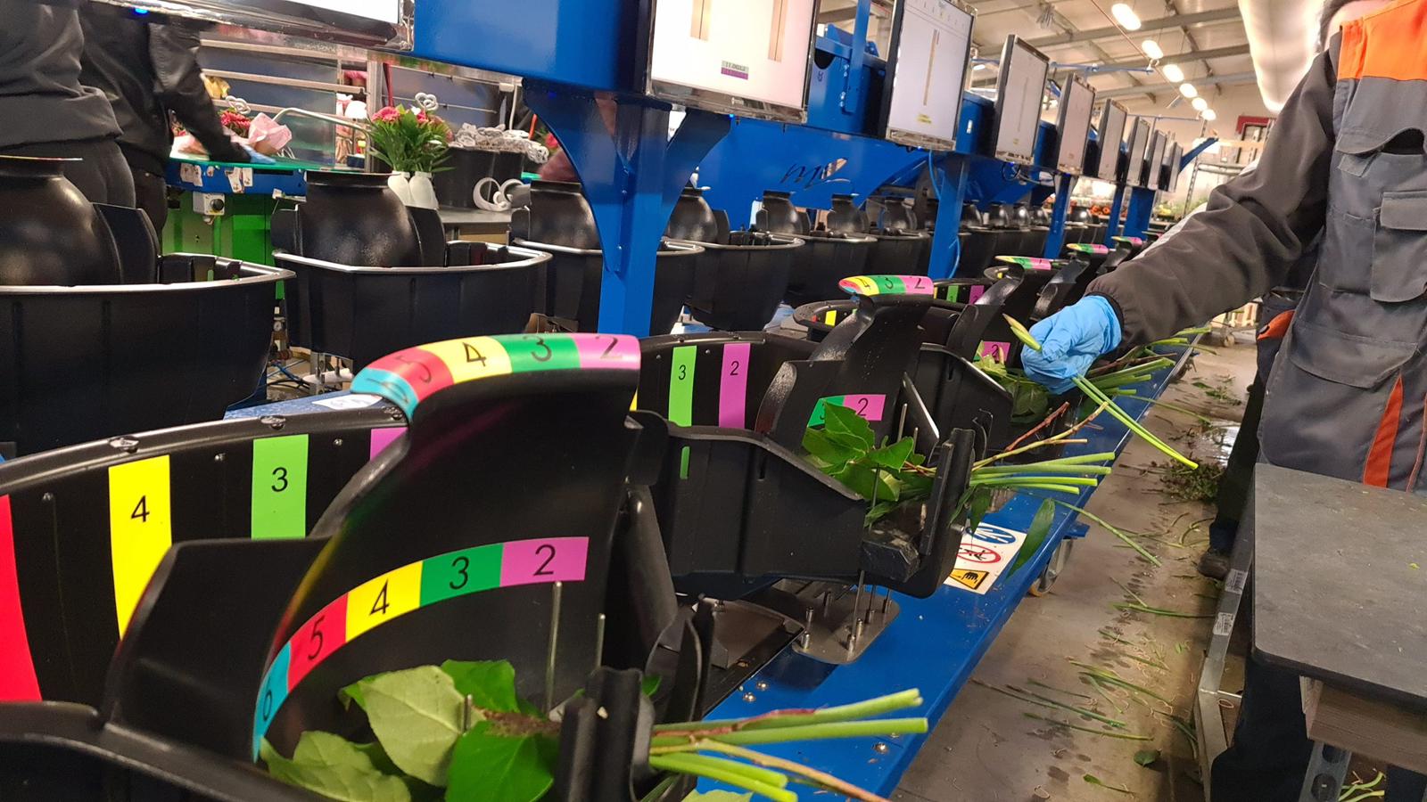 MAQUINA DE RAMOS MECAFLOR MBV 12M-16 | 1.200 Ramos/Hora | Producción Floral Industrial | Ocasión